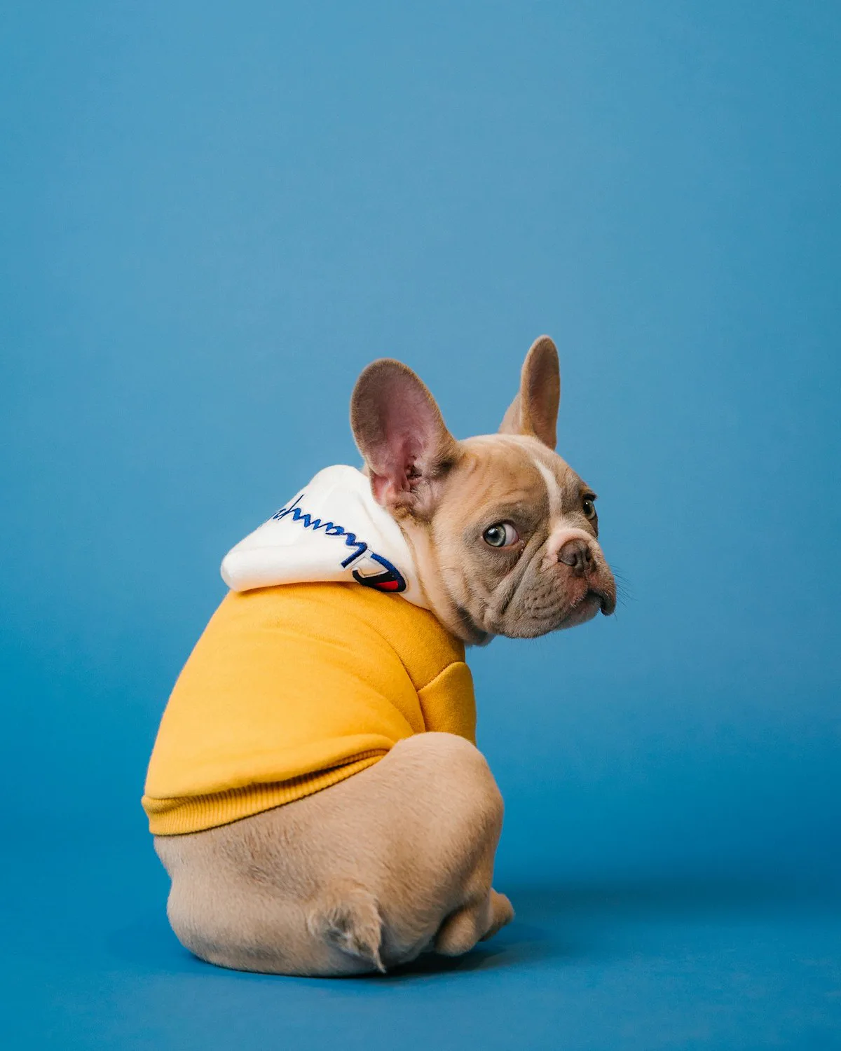 Prontuário do app SPOT — fotografia de pet